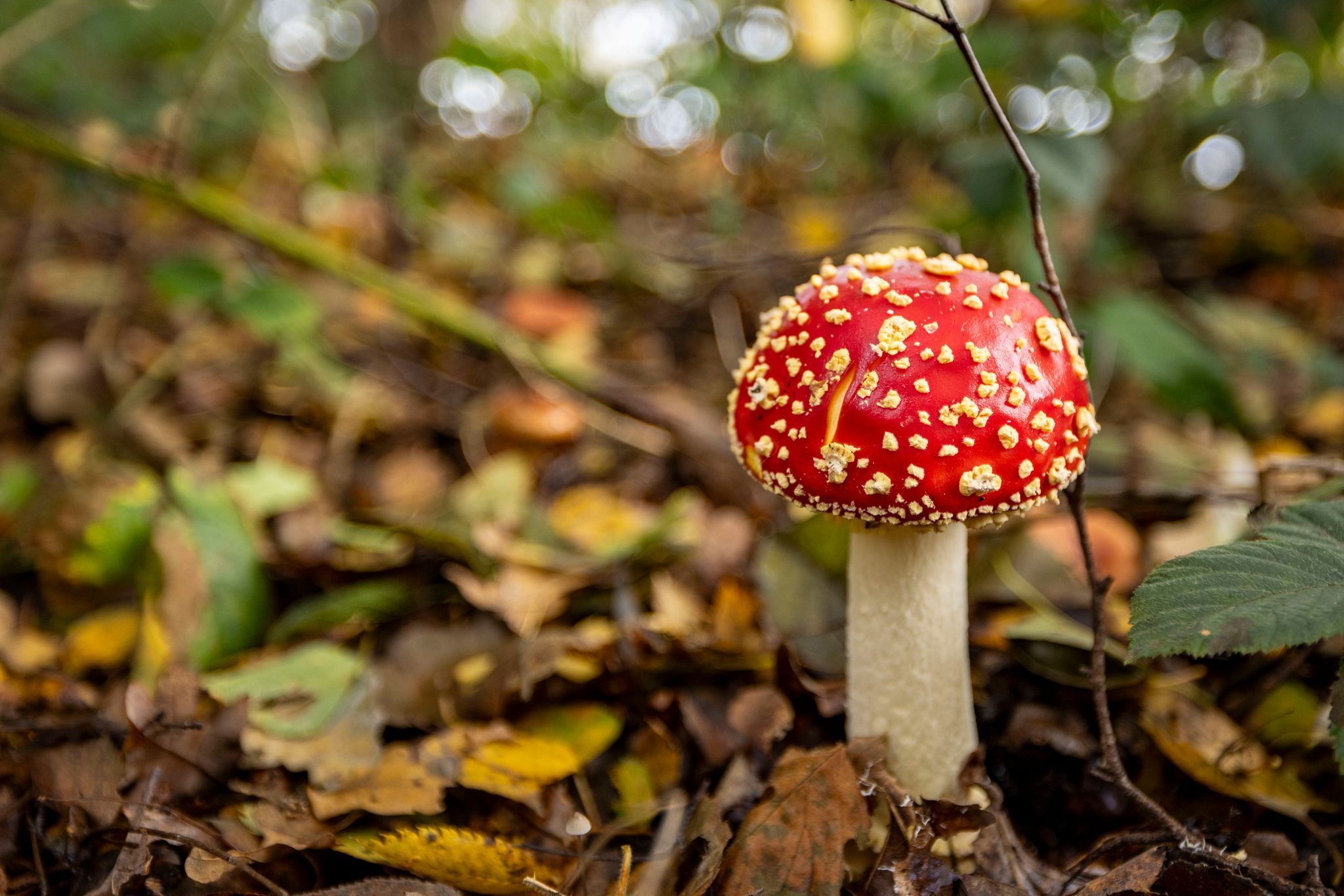Fliegenpilz