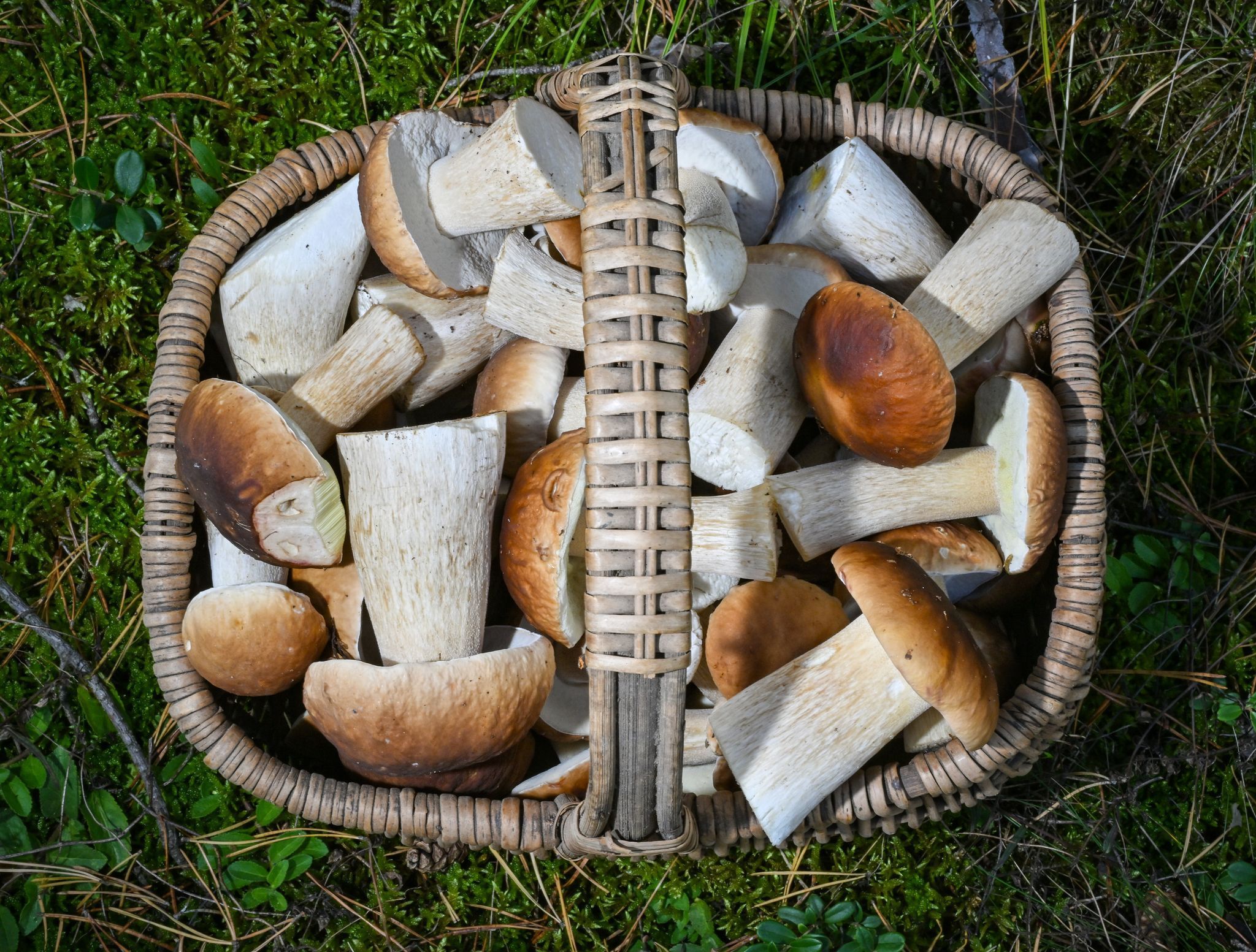 Ein Korb voller Steinpilze