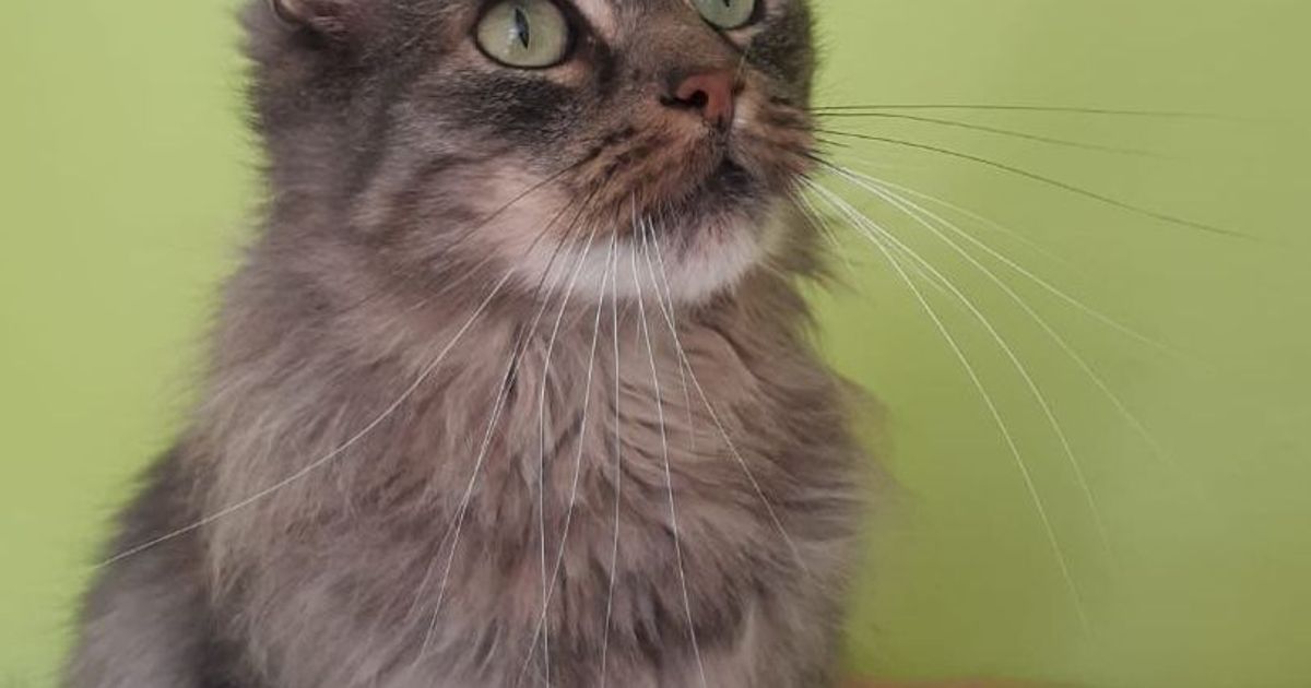 Dispute Over Cat: Siegburg District Court: Partial Victory in the Case of ...