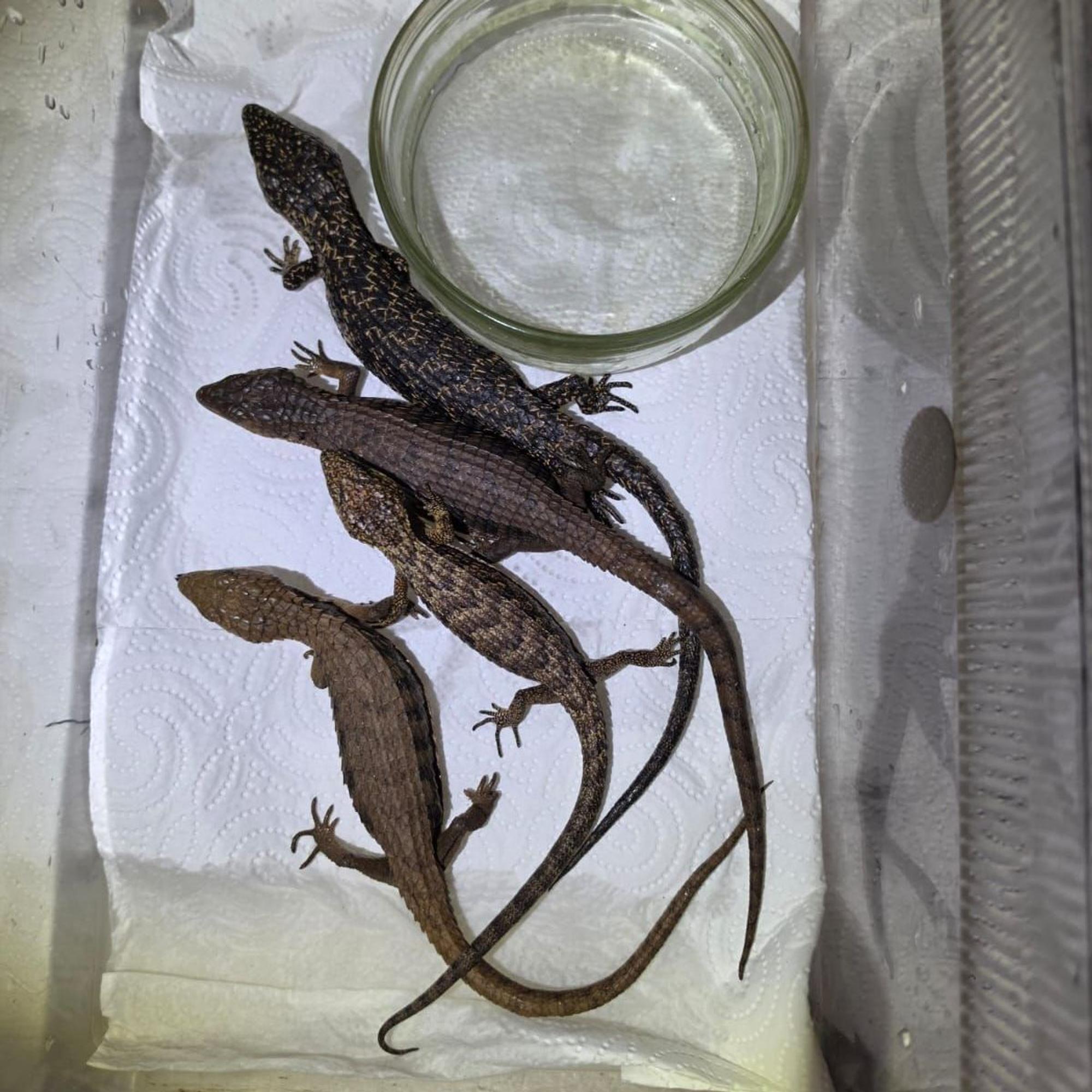 geschmuggelte Reptilien aus Mexiko