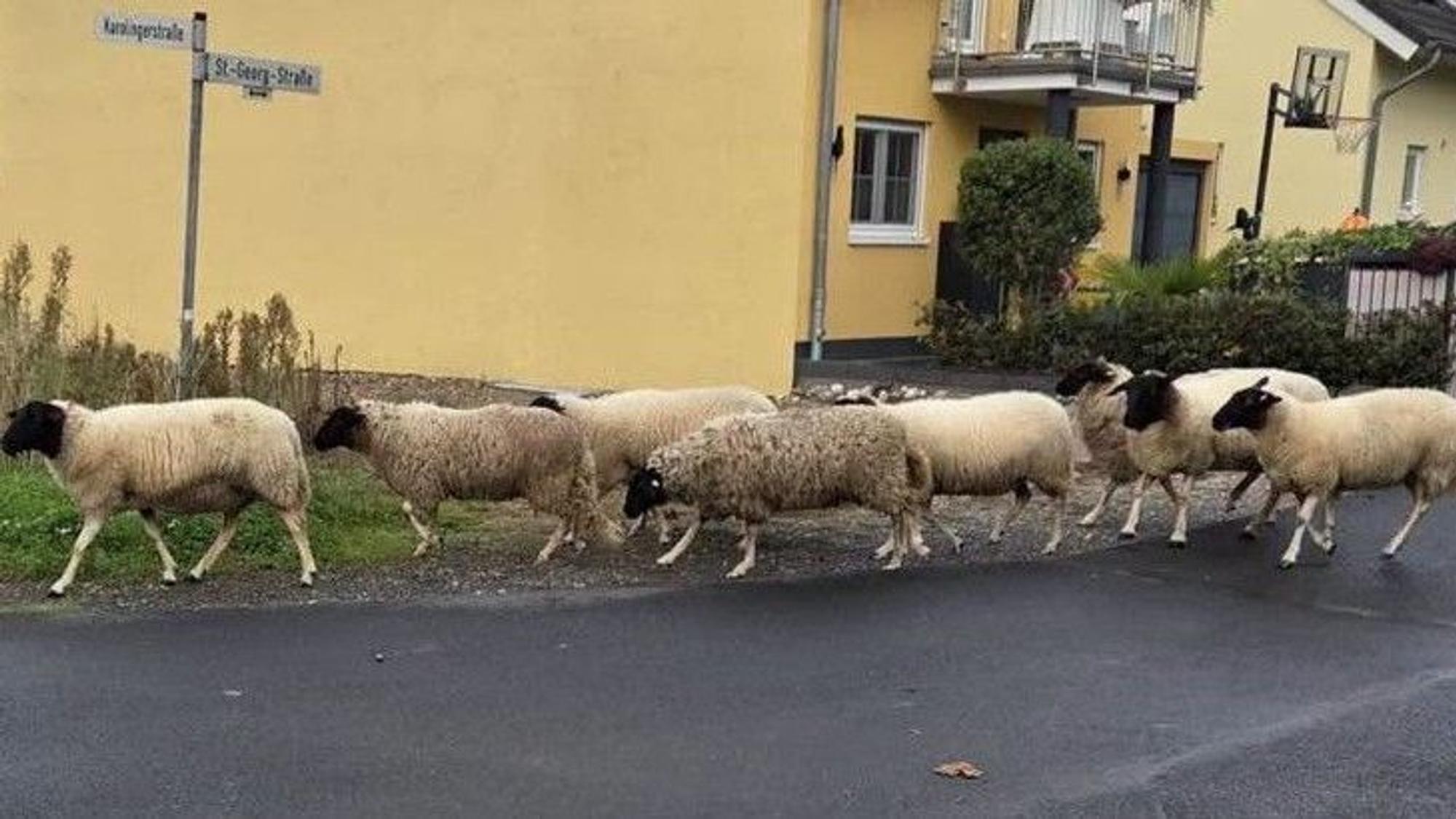 Für die Entschärfung eines Blindgängers am Rheinufer musste auch eine Schafsherde kurzzeitig umziehen.