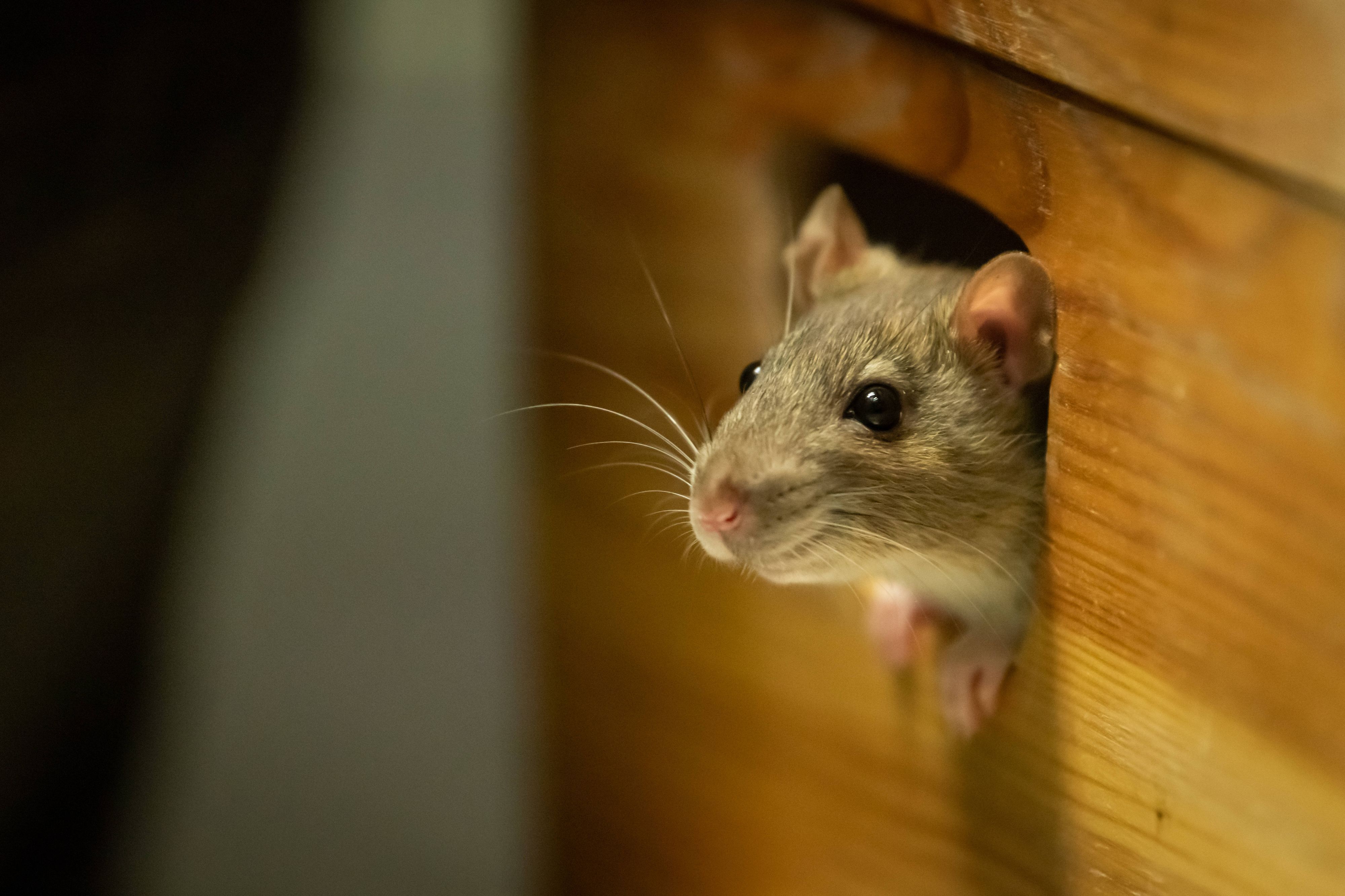 Für Gastronomen ein Ärgernis: Mäuse und Ratten im eigenen Betrieb.