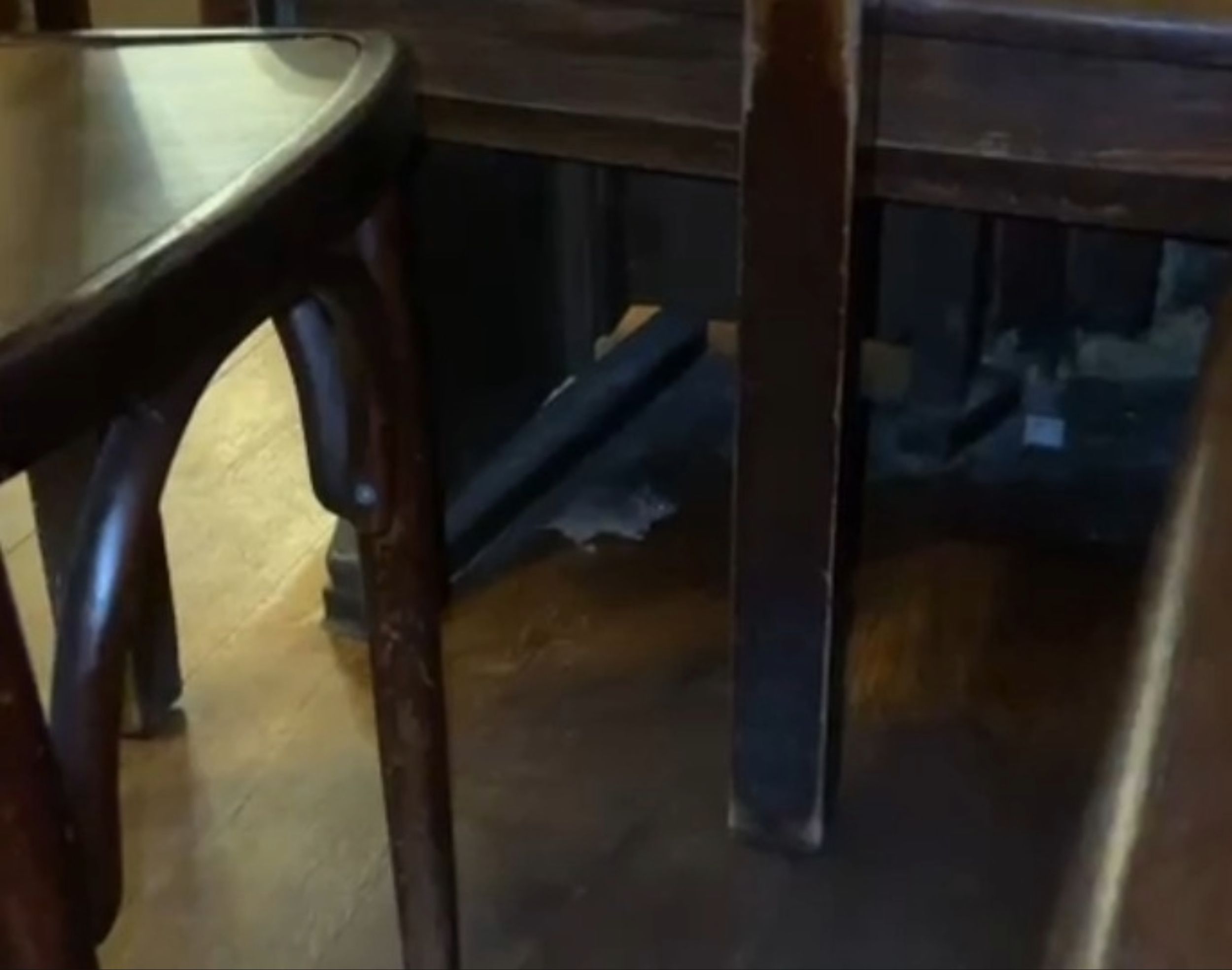 Eine Maus flitzt unter den Tischen durch das Brauhaus.
