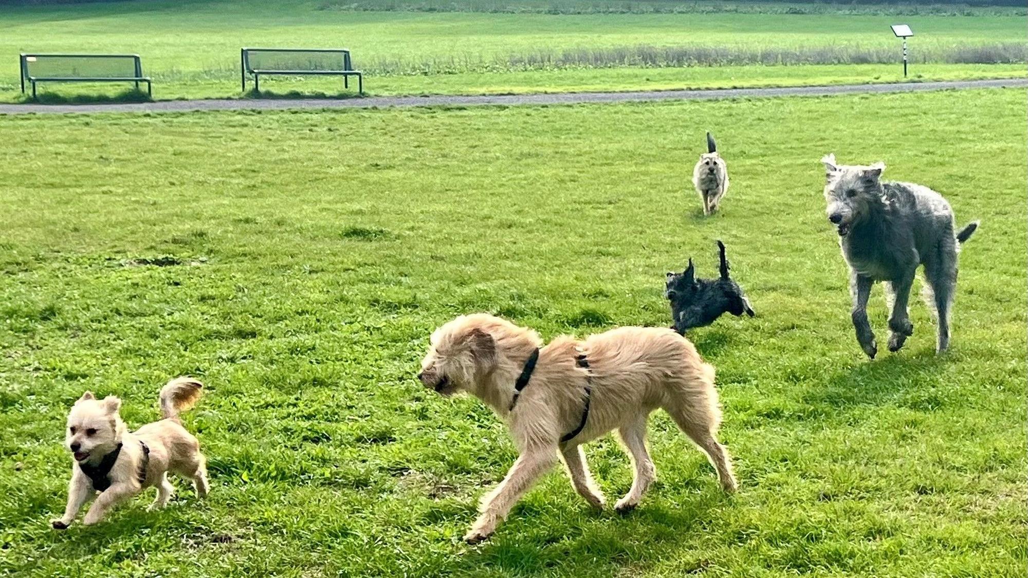 Große und kleine Hunde toben über eine Wiese.