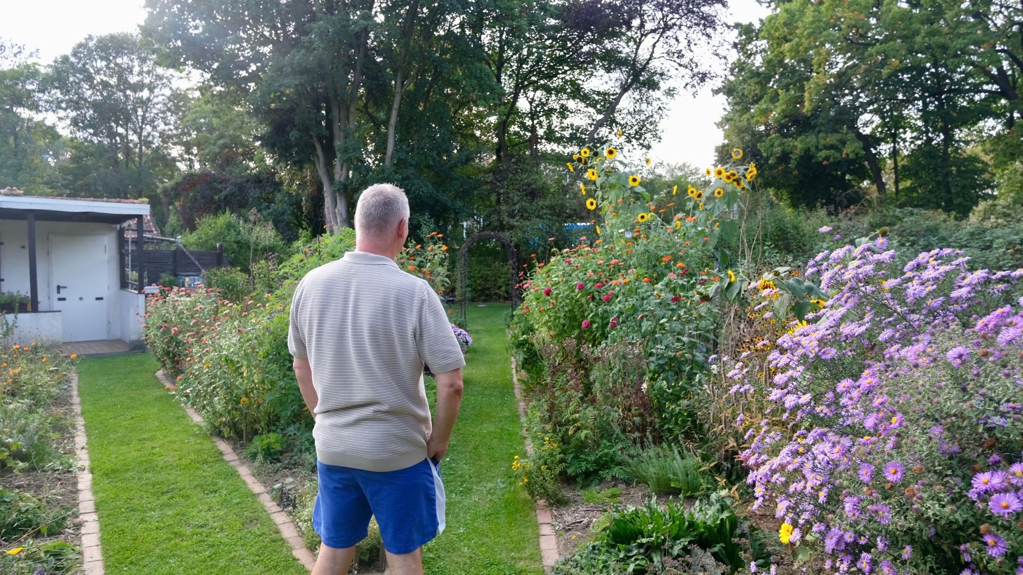 Ein Mann in grauem Poloshirt und blauen Shorts steht von hinten auf einem Rasenweg zwischen blühenden Beeten mit Sonnenblumen und Astern, links ein weißes Gartenhaus.