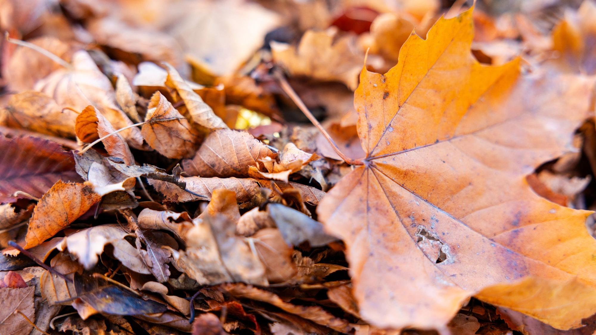PRODUKTION - 03.10.2026, Saarland, Saarbrücken: Ein orange verfärbtes Ahornblatt liegt zwischen trockenem Herbstlaub im Botanischen Garten an der Universität des Saarlandes in Saarbrücken. Foto: Laszlo Pinter/dpa +++ dpa-Bildfunk +++