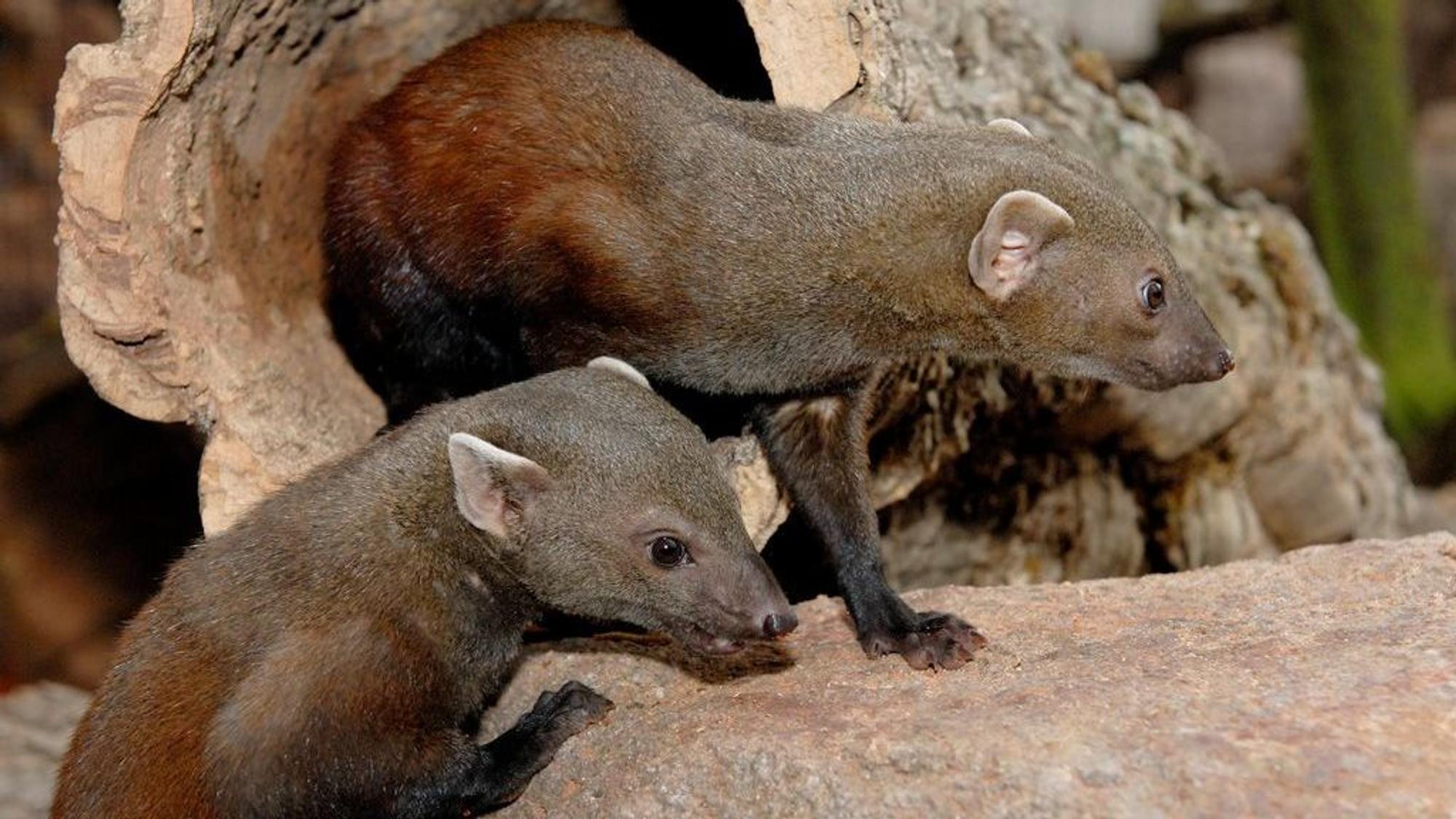 Zwei Ringelschwanzmungos in ihrem neuen Gehege im Kölner Zoo.