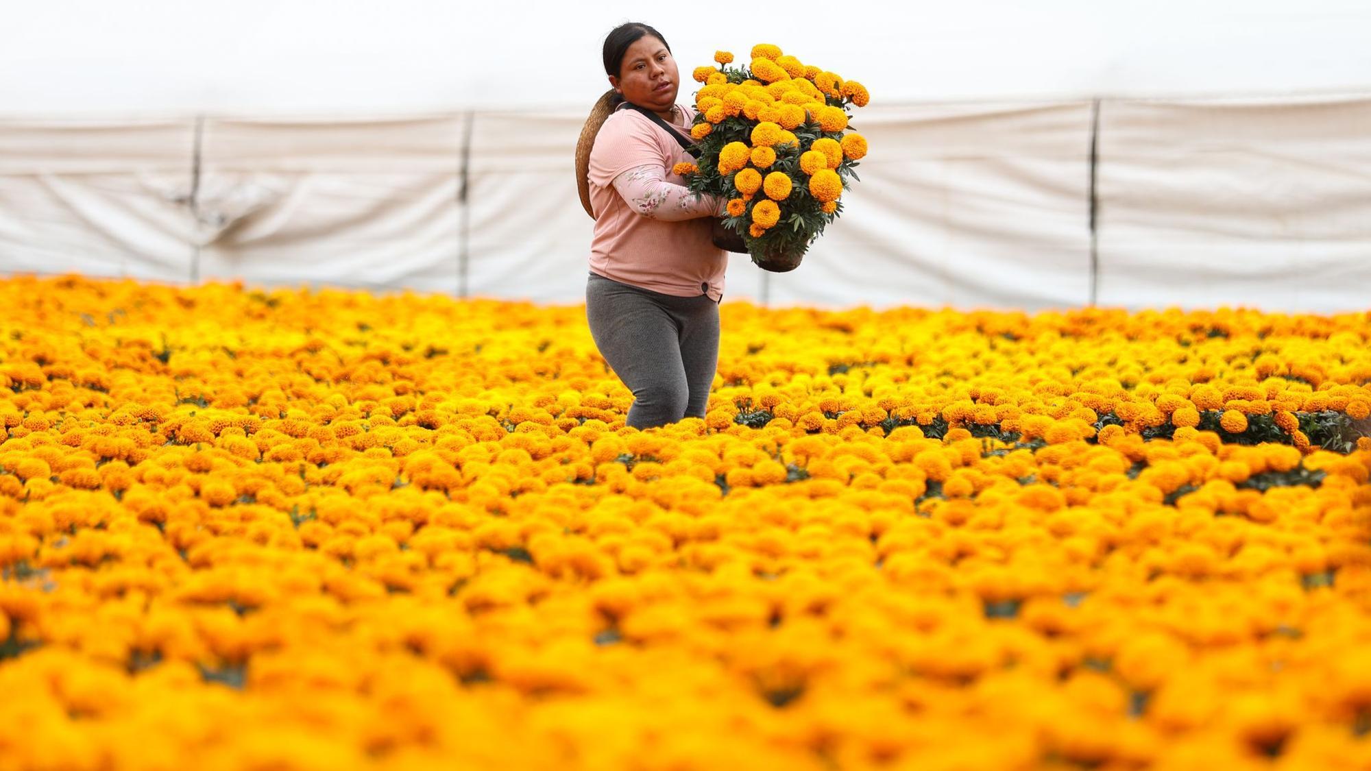 Ringelblumen zum Tag der Toten