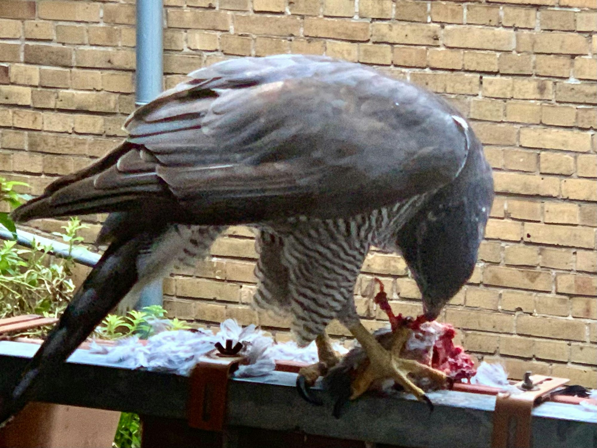 154BE91D-8D43-4970-8791-23BBBA1B0584