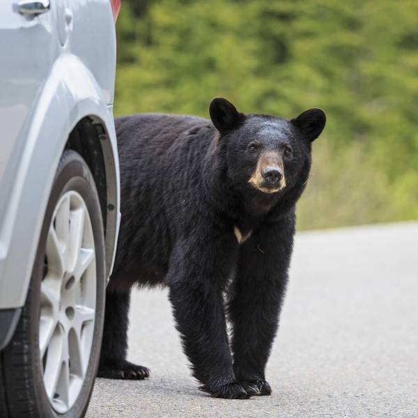 Bär am Auto