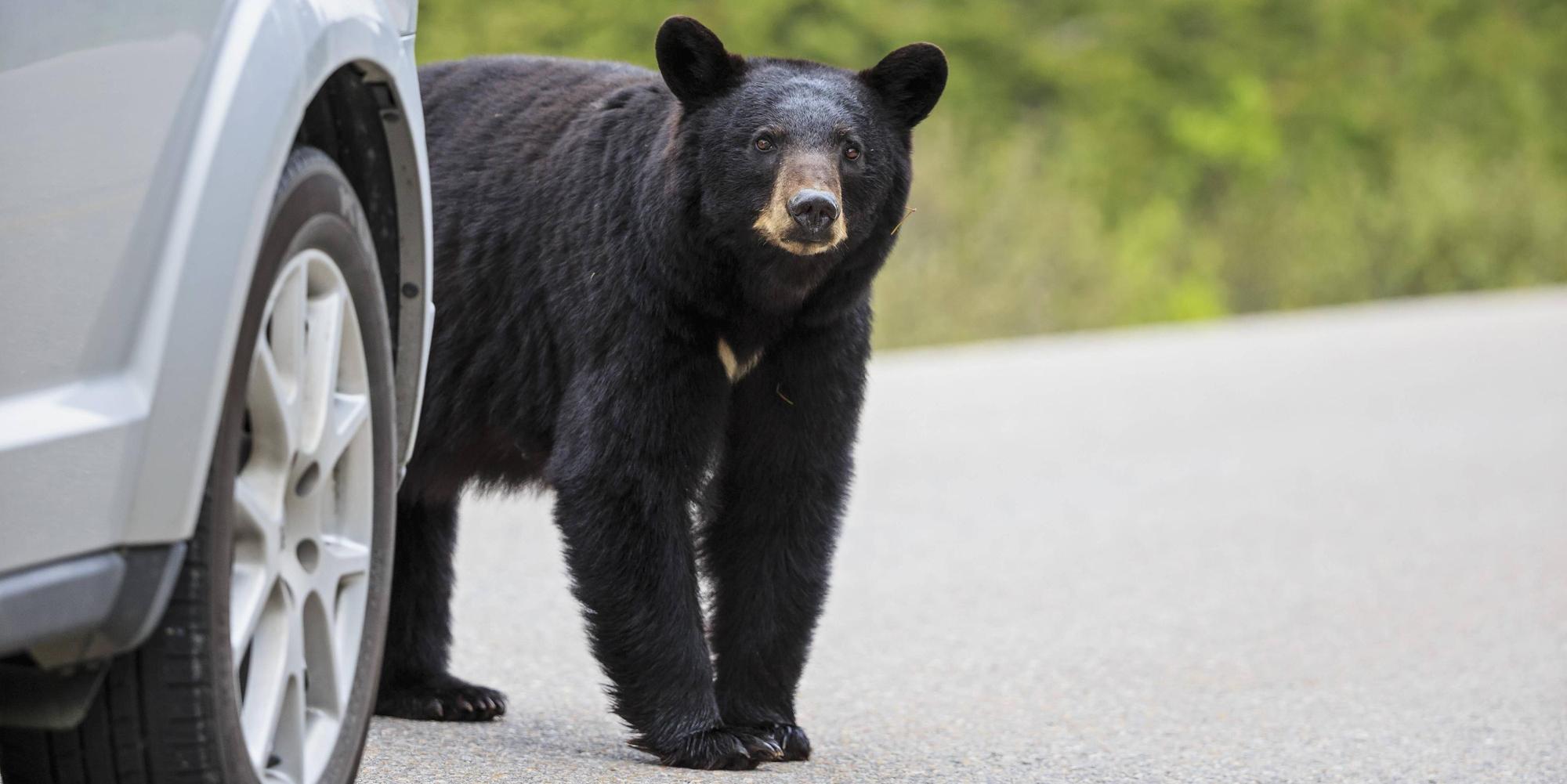 Bär am Auto