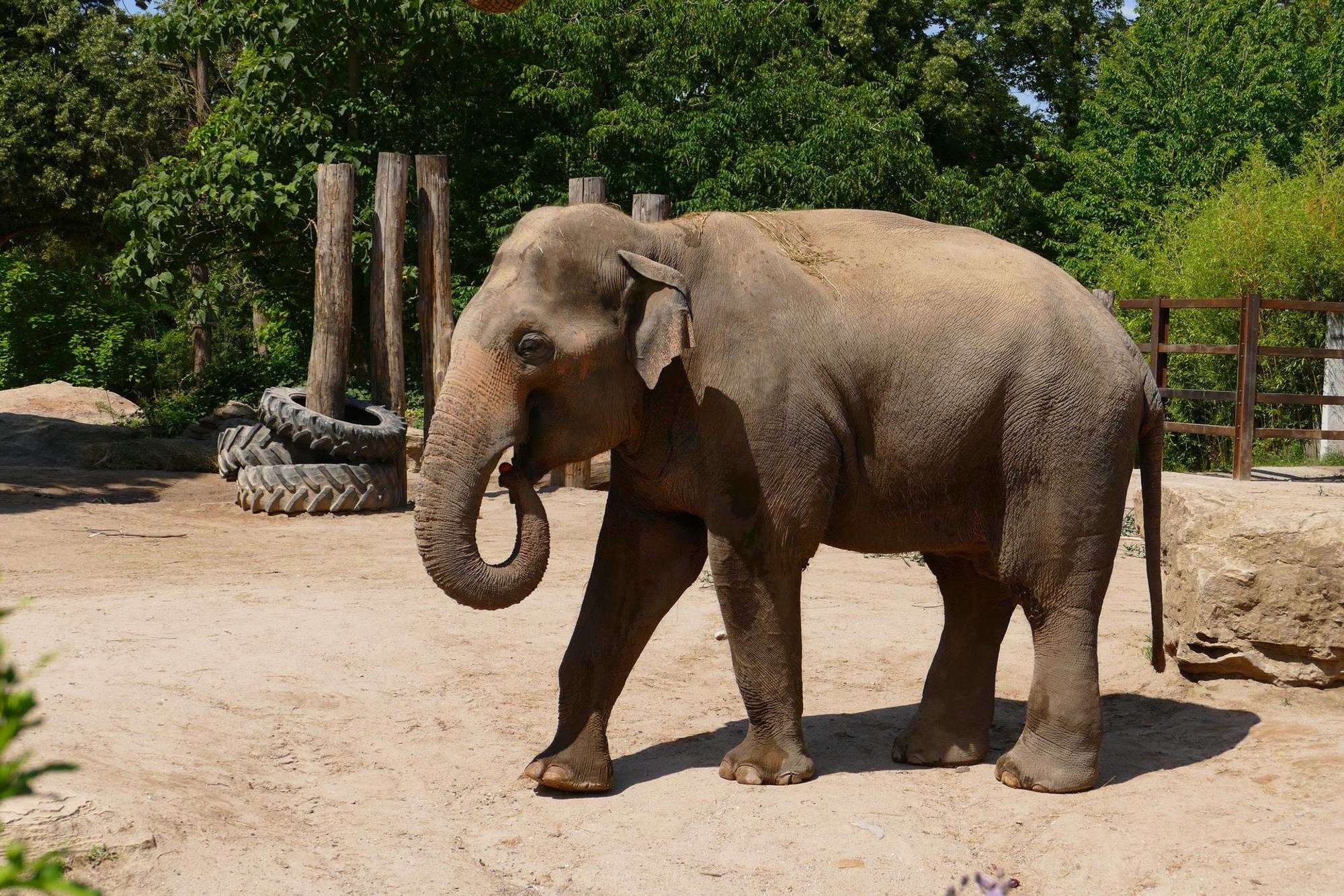Zoo_tarak