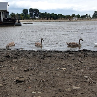 sues schwan zurück 1 (1)