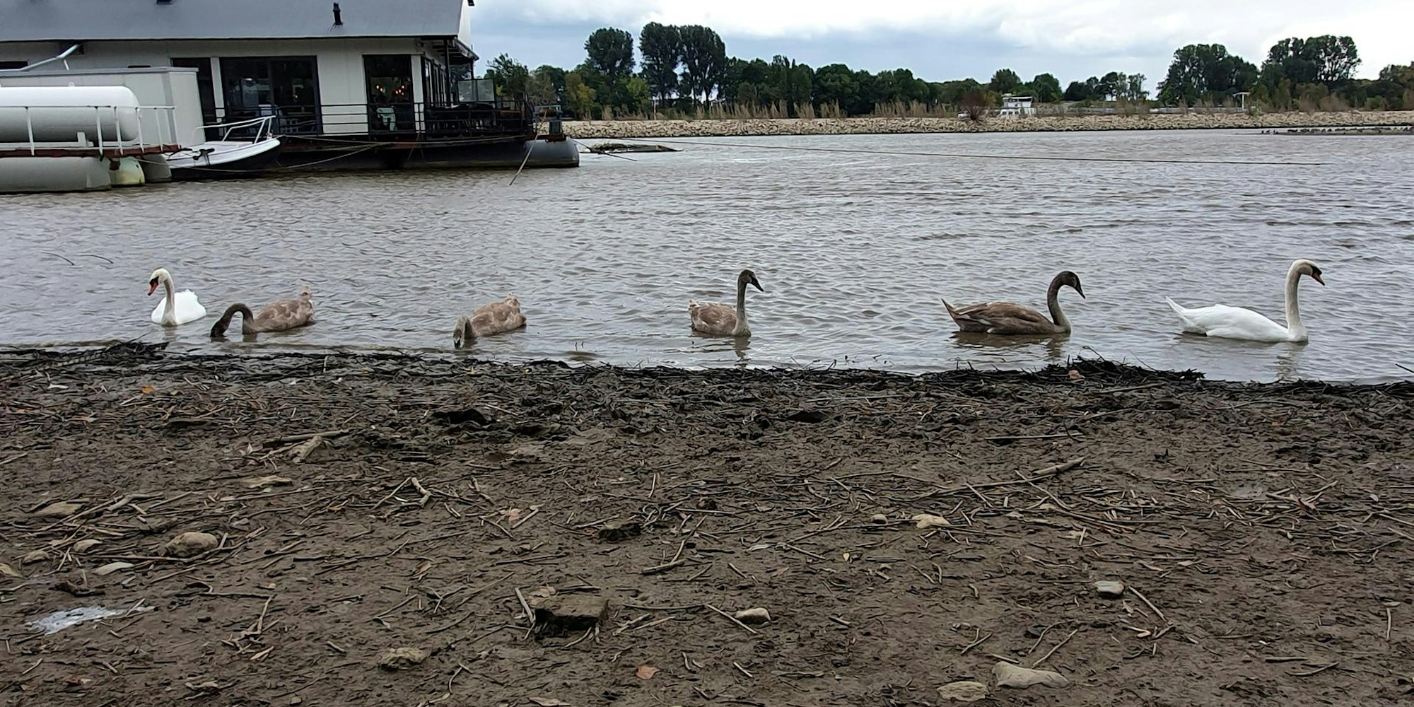 sues schwan zurück 1 (1)