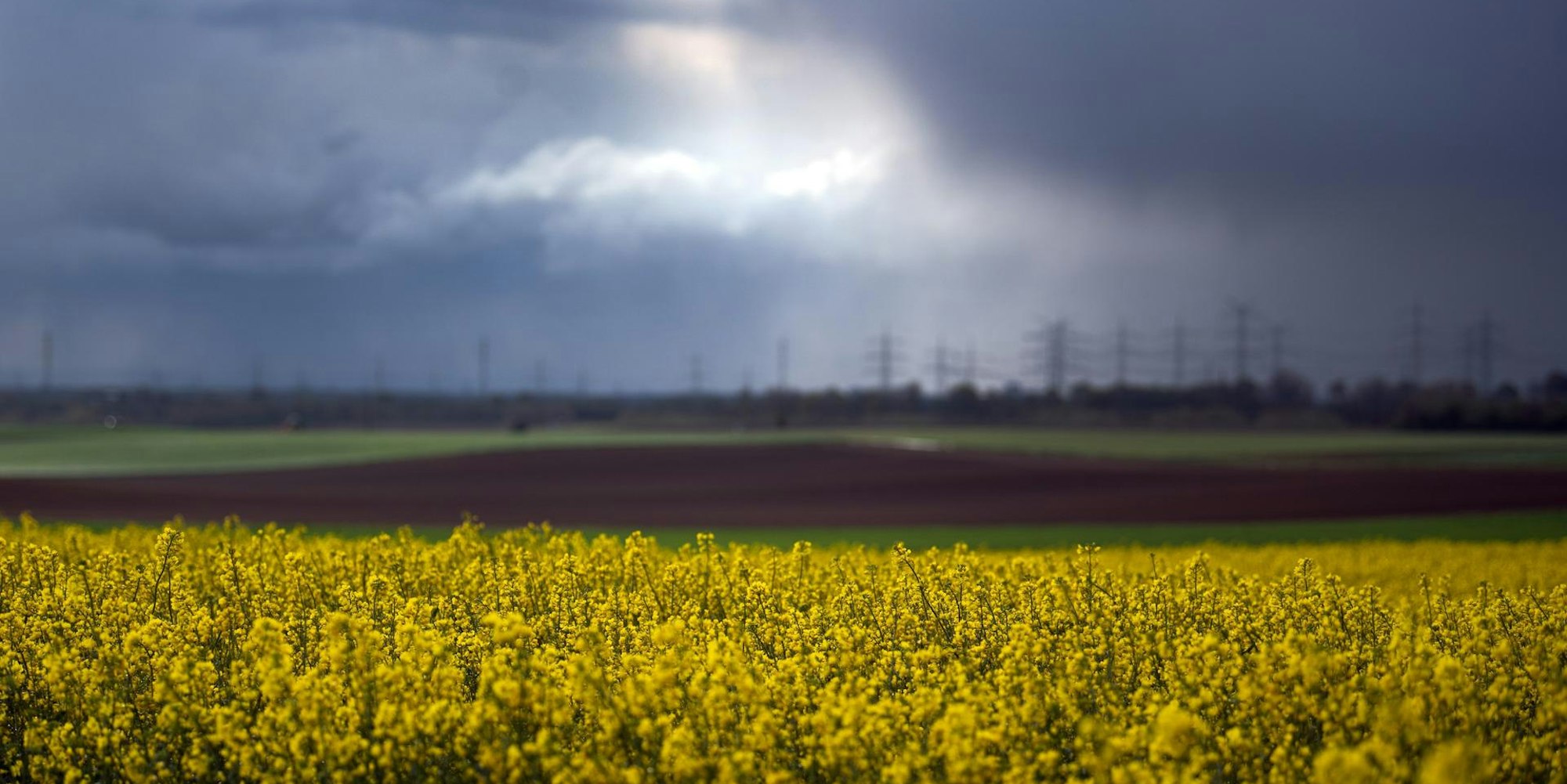 Rapsfeld Stommeln Sturm