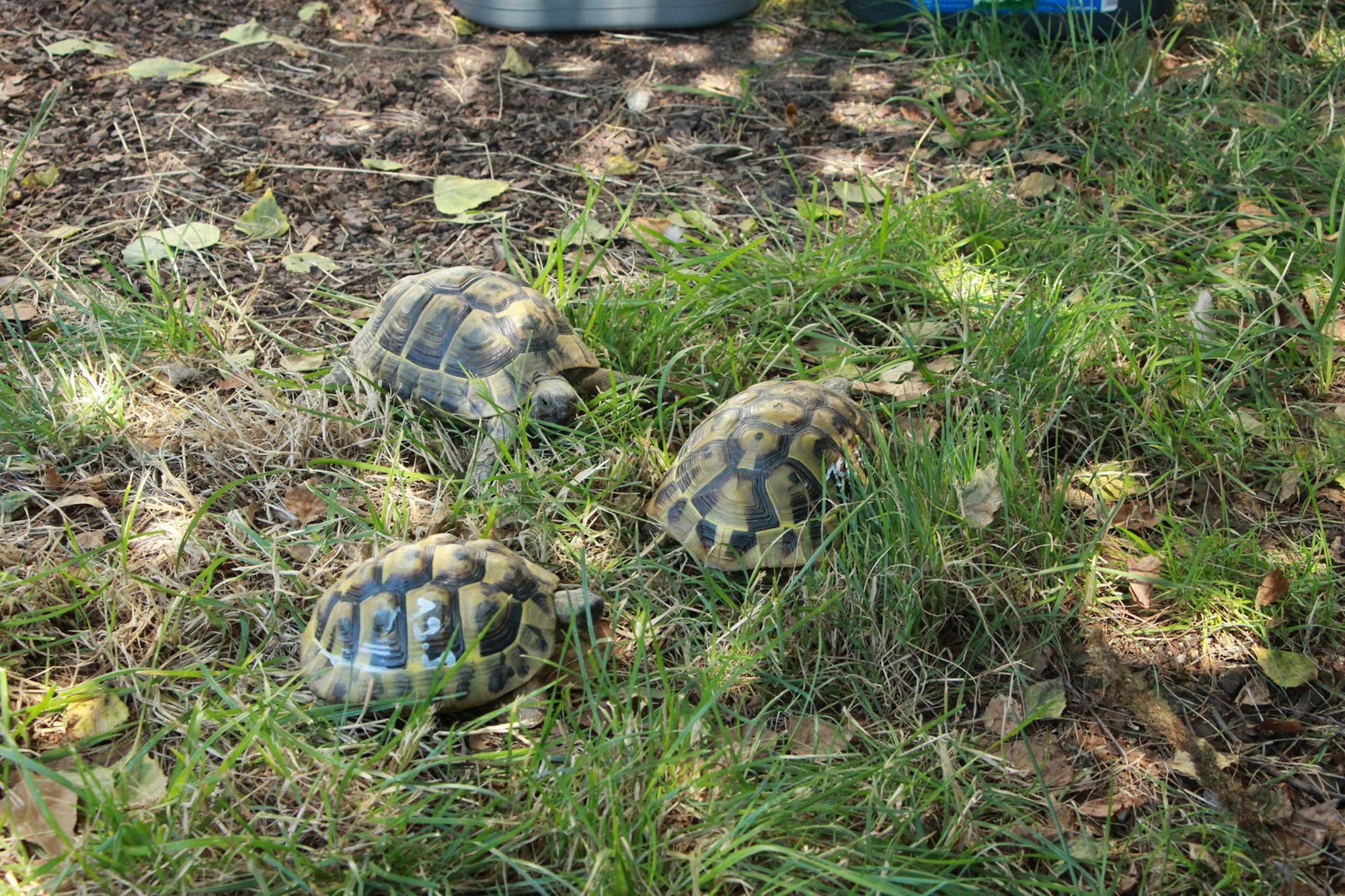 Schildkröte troisdorf 5