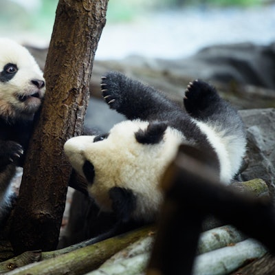 Panda-Zwillinge in Berlin