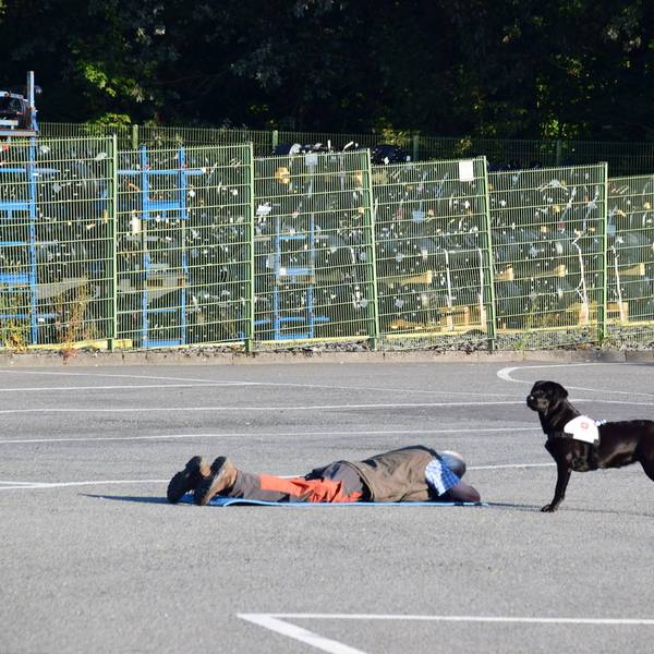 Rettungshund