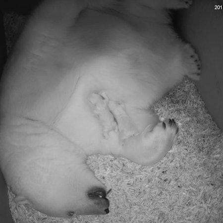 Eisbärin Valeska mit Jungen