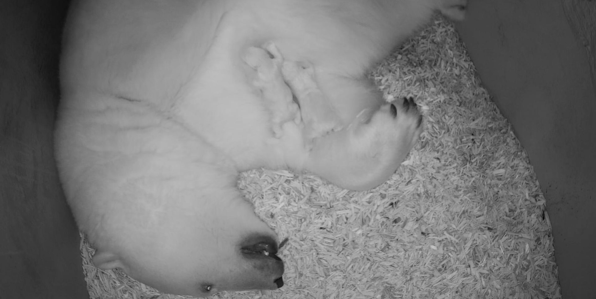 Eisbärin Valeska mit Jungen