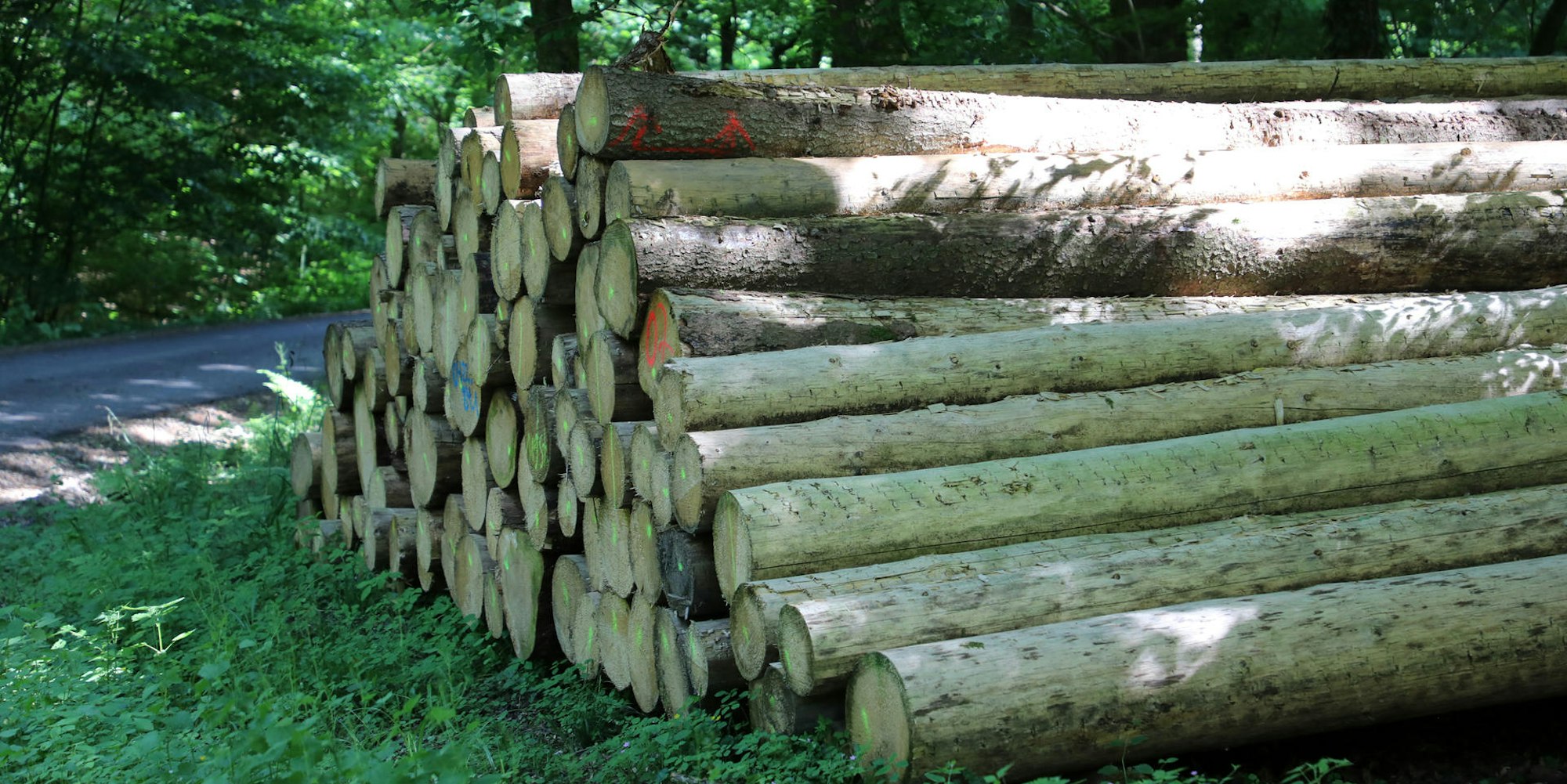 Holzstämme Windeck Symbolbild