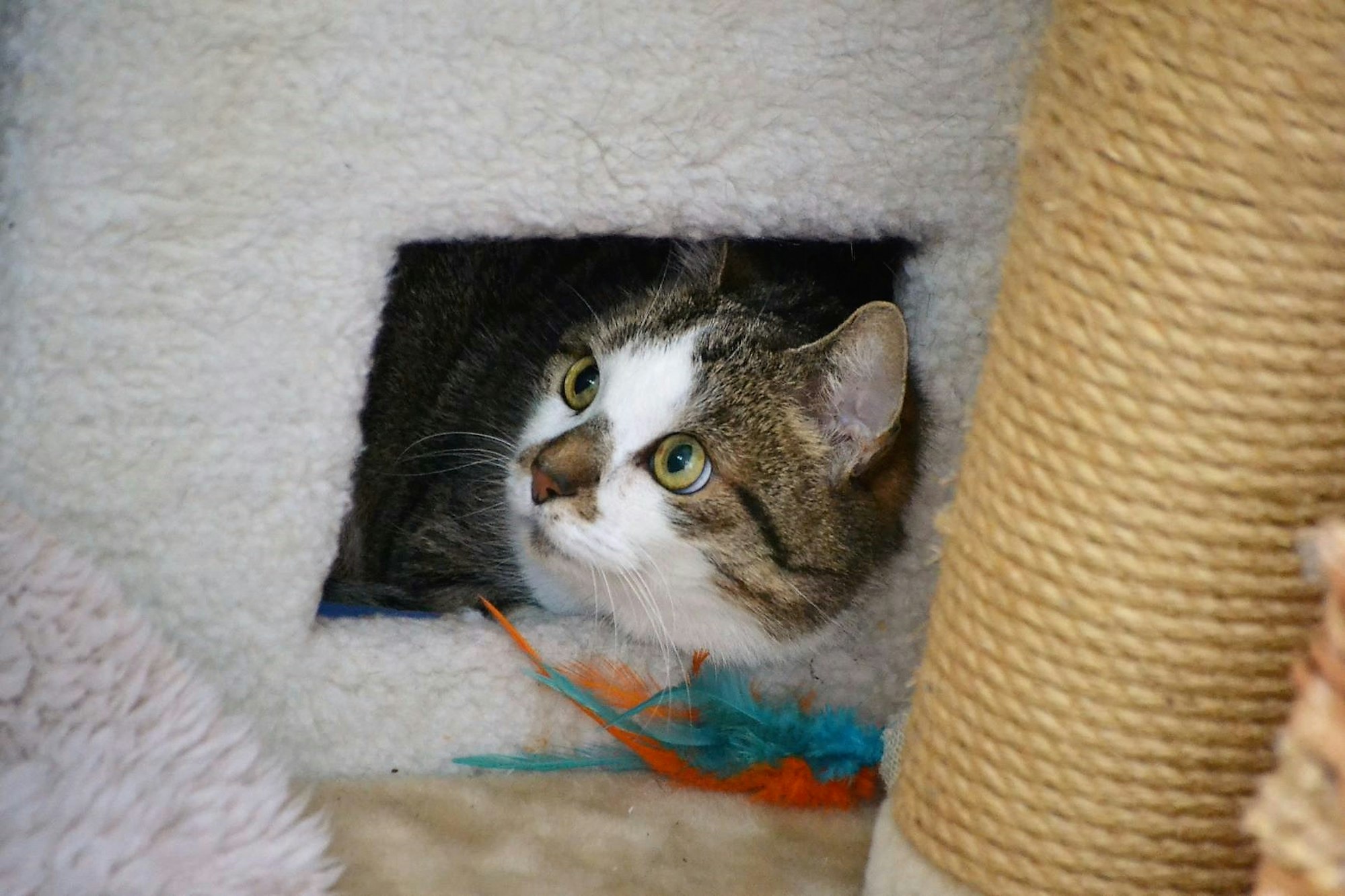 Zollstock_Tierheim_1