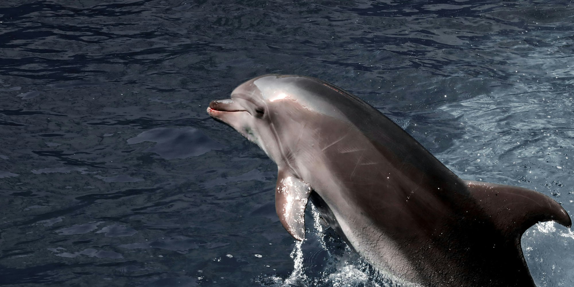 Delfin im schwarzen Meer