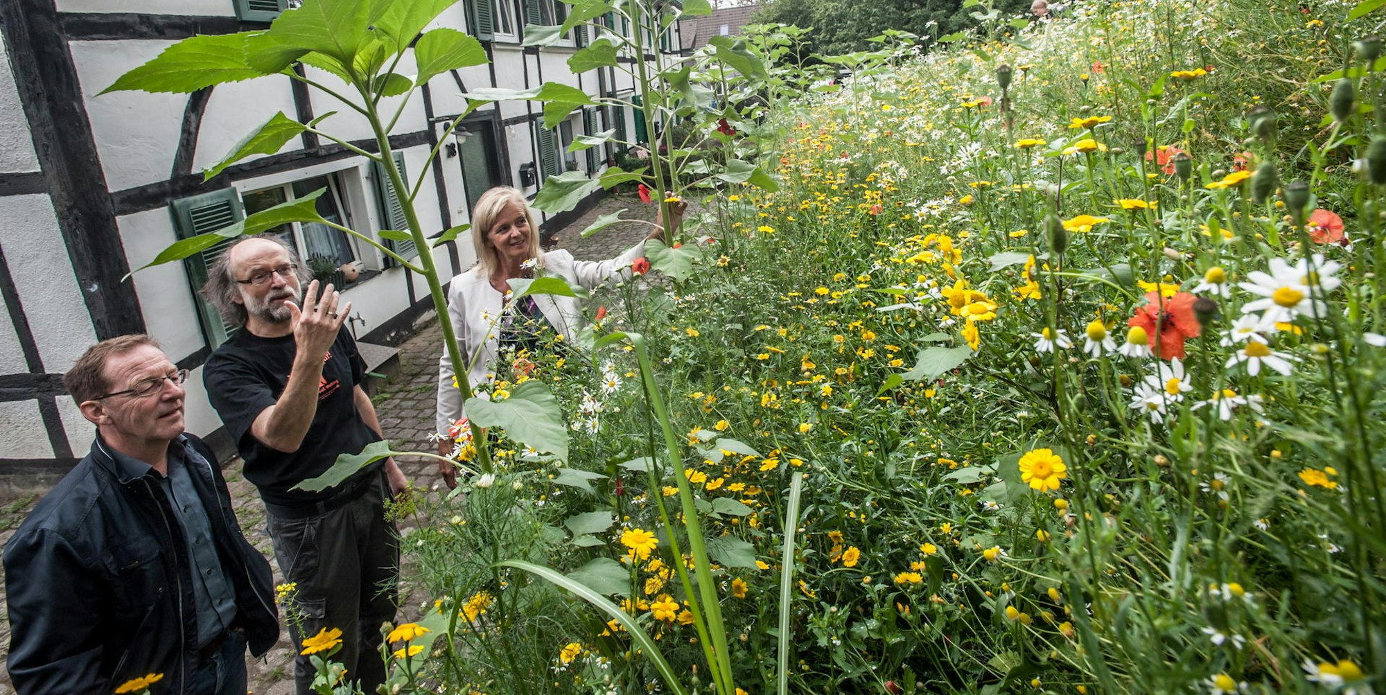 leverkusen-atzlenbach-wildblumen--ALF_4680