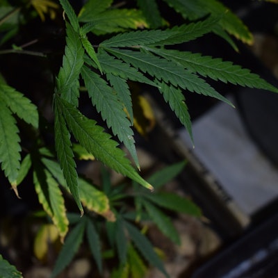 OriginalbildderPlantageQuellePolizei