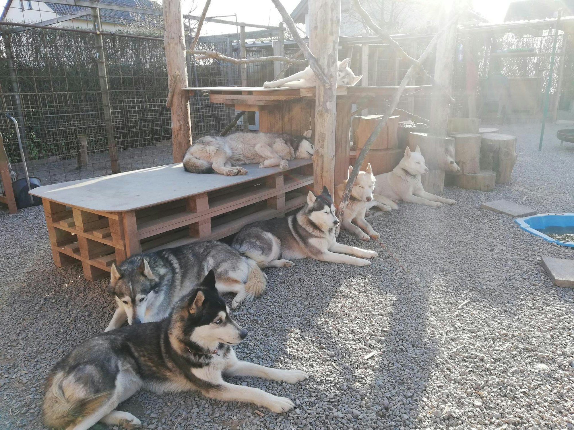 schlittenhunde farm (1)