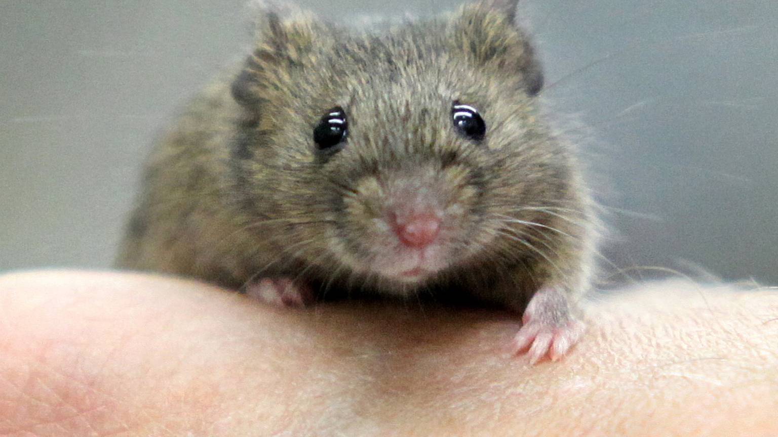 Hausmaus