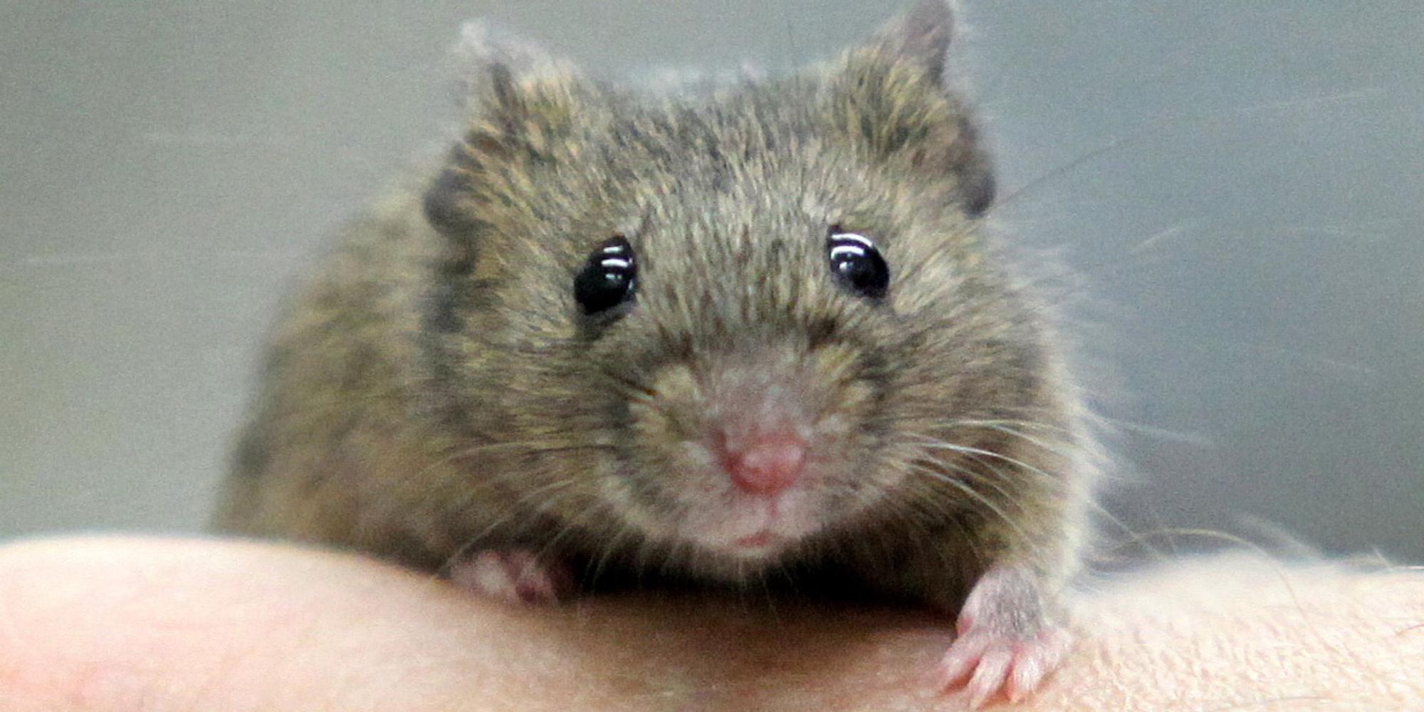 Hausmaus
