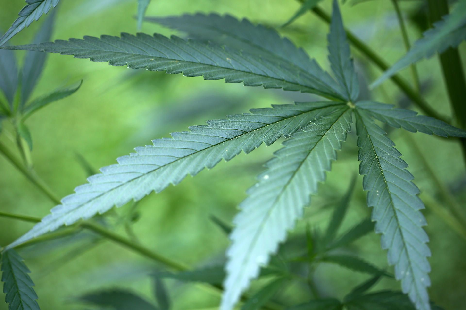 Cannabis dpa neu