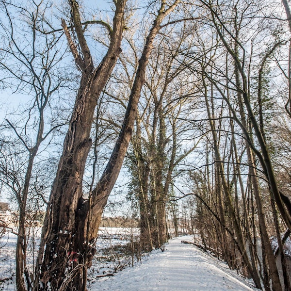 leverkusen-pappeln-am-deich--ALF_1194