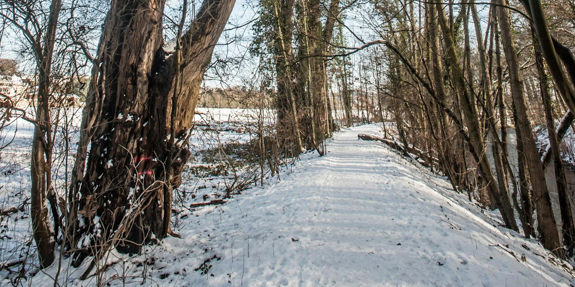 leverkusen-pappeln-am-deich--ALF_1194