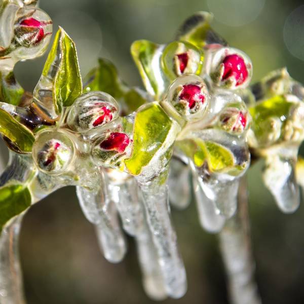 Obstbaum Blüten Frost
