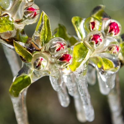Obstbaum Blüten Frost