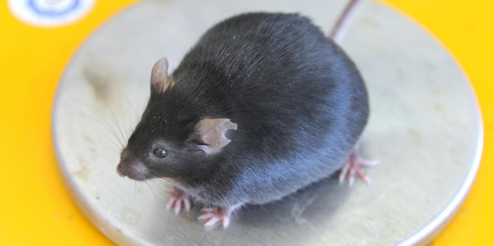 Dicke Maus auf der Waage dpa