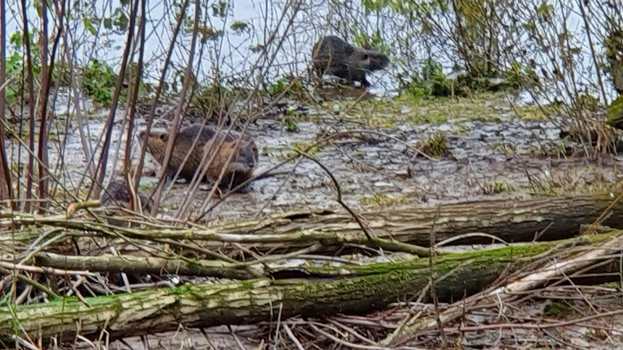 sues Schwan 4 Nutria