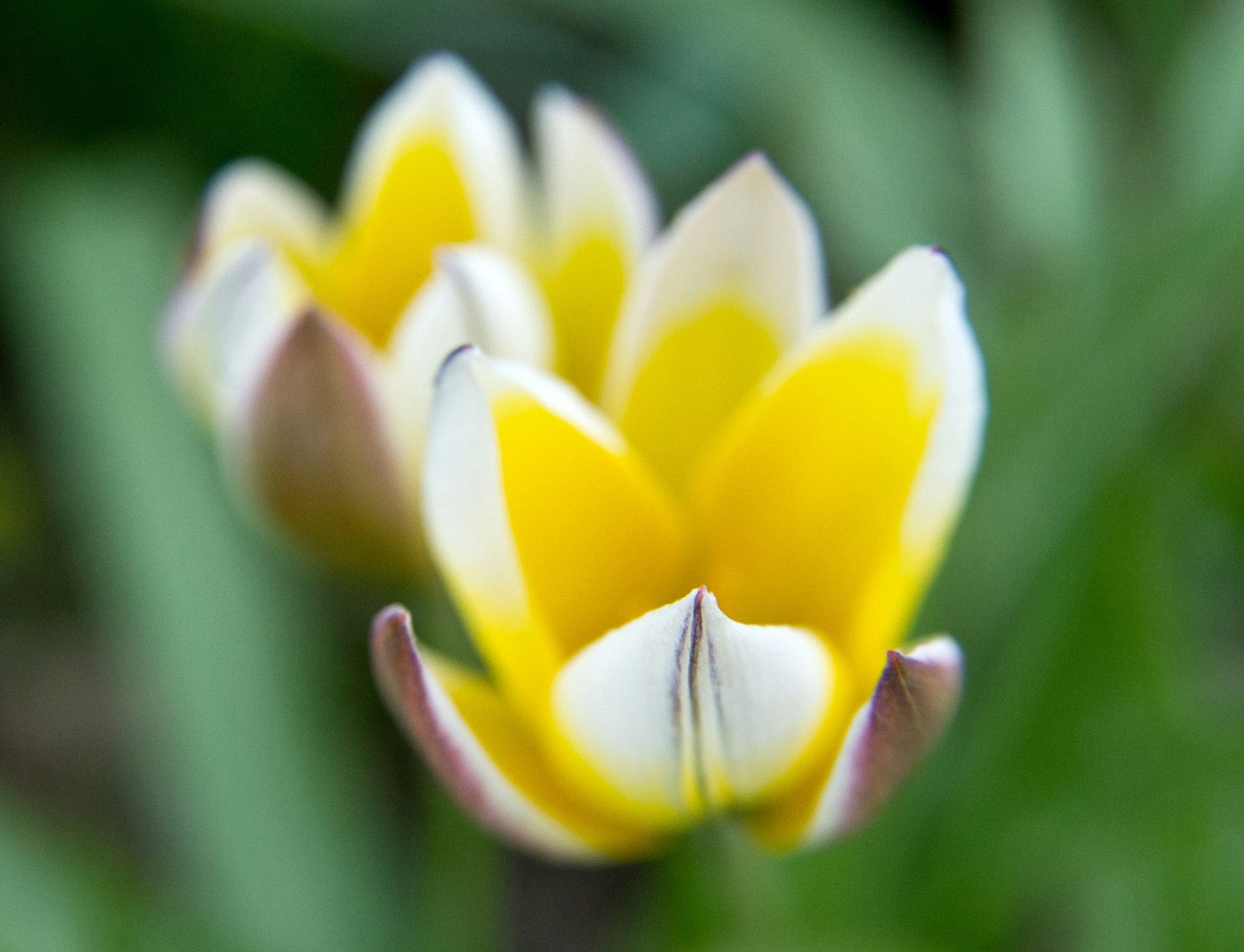gelbe Tulpe Bild