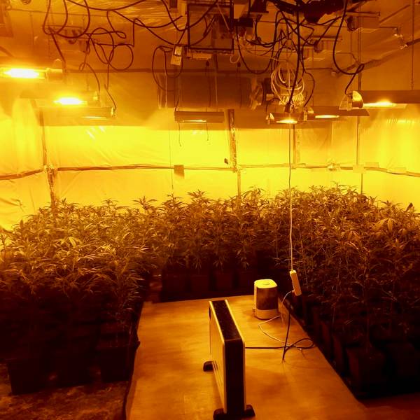 Plantage 3