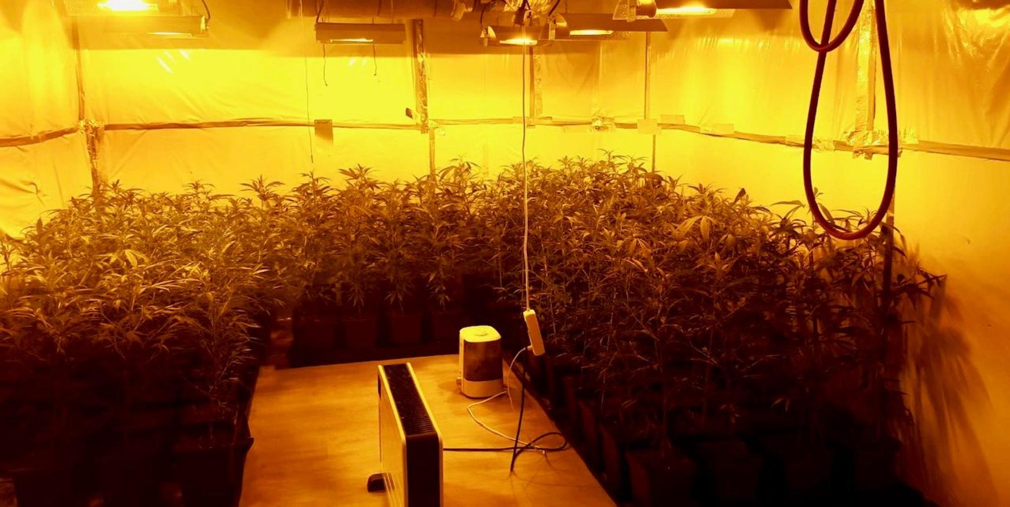 Plantage 3