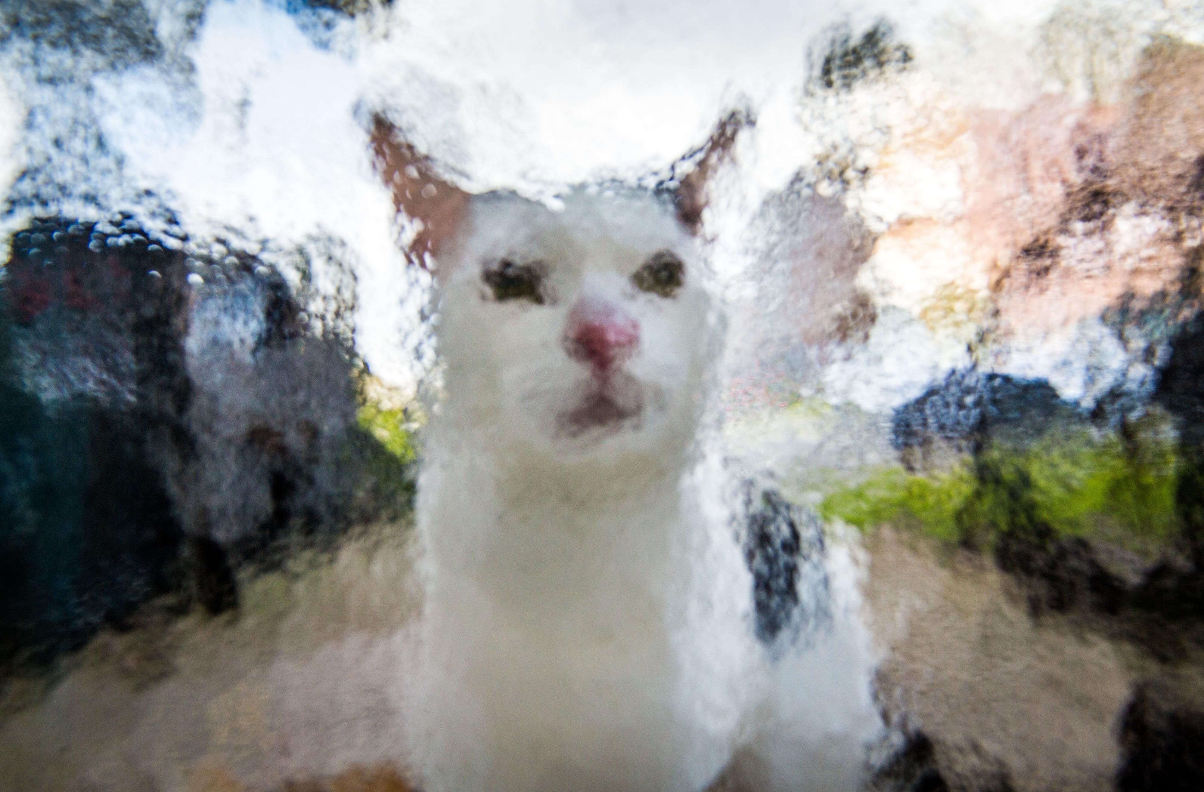 Katze hinter Glas