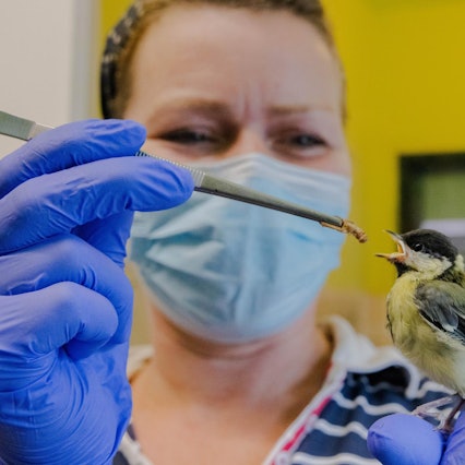 Vogel Tierheim Dellbrück