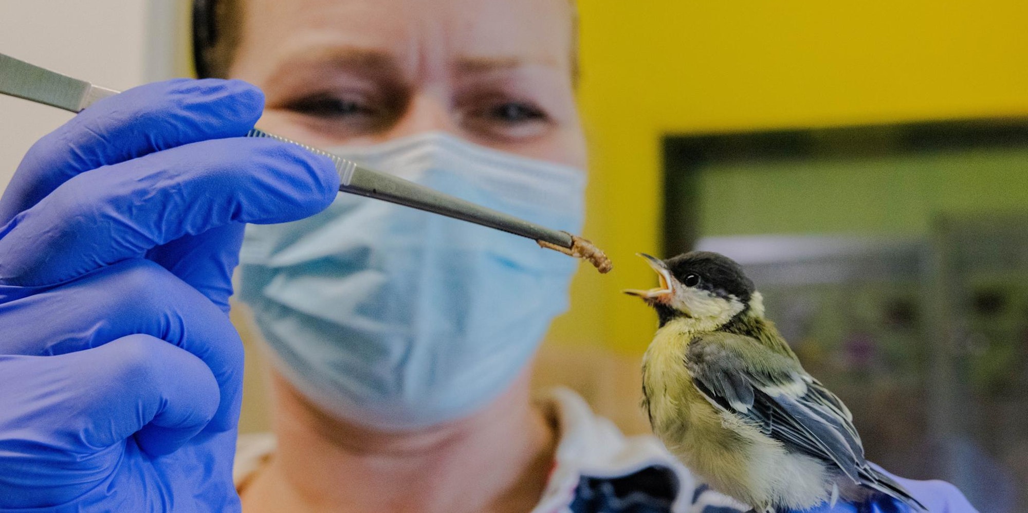 Vogel Tierheim Dellbrück