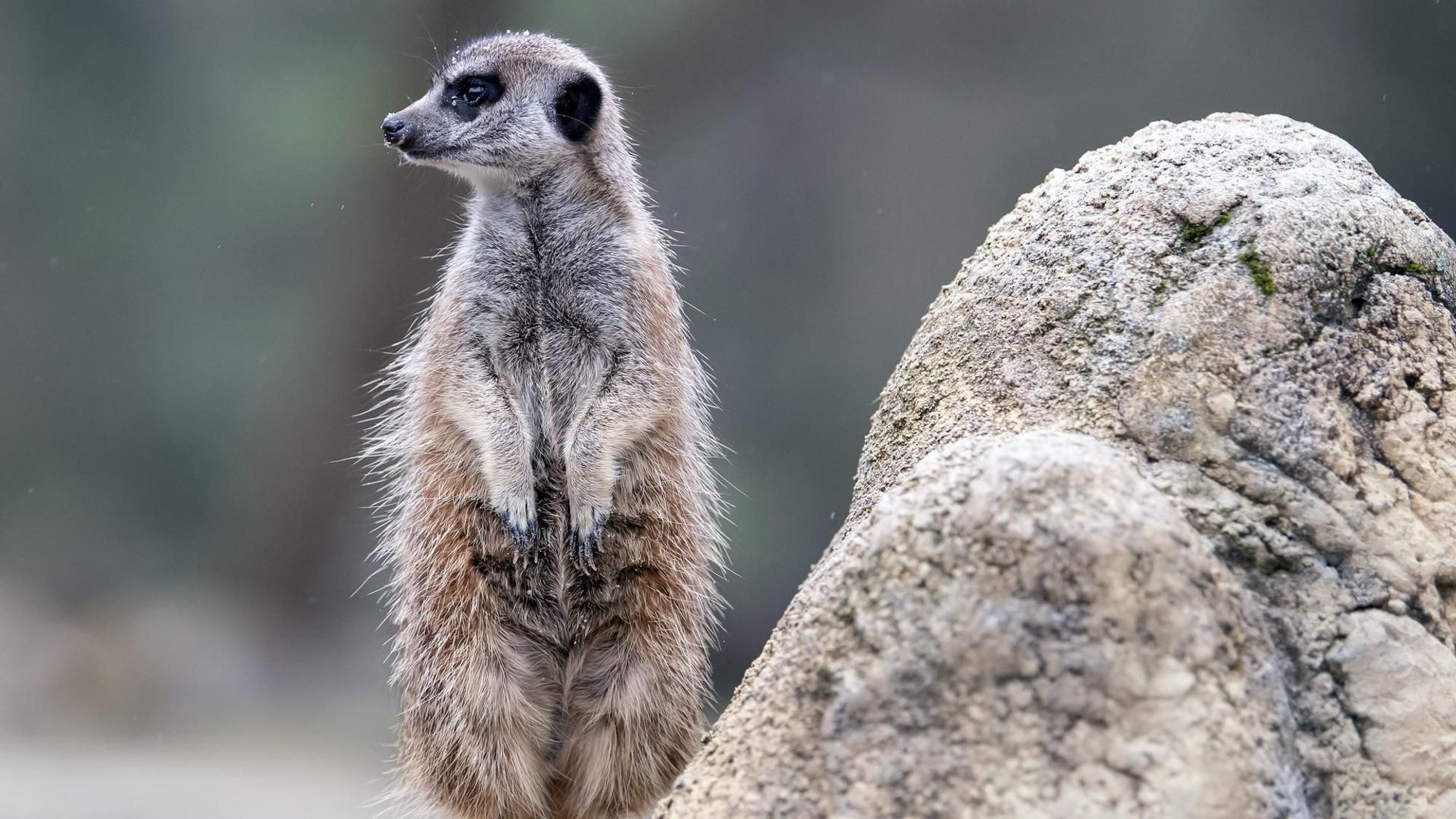 Erdmännchen
