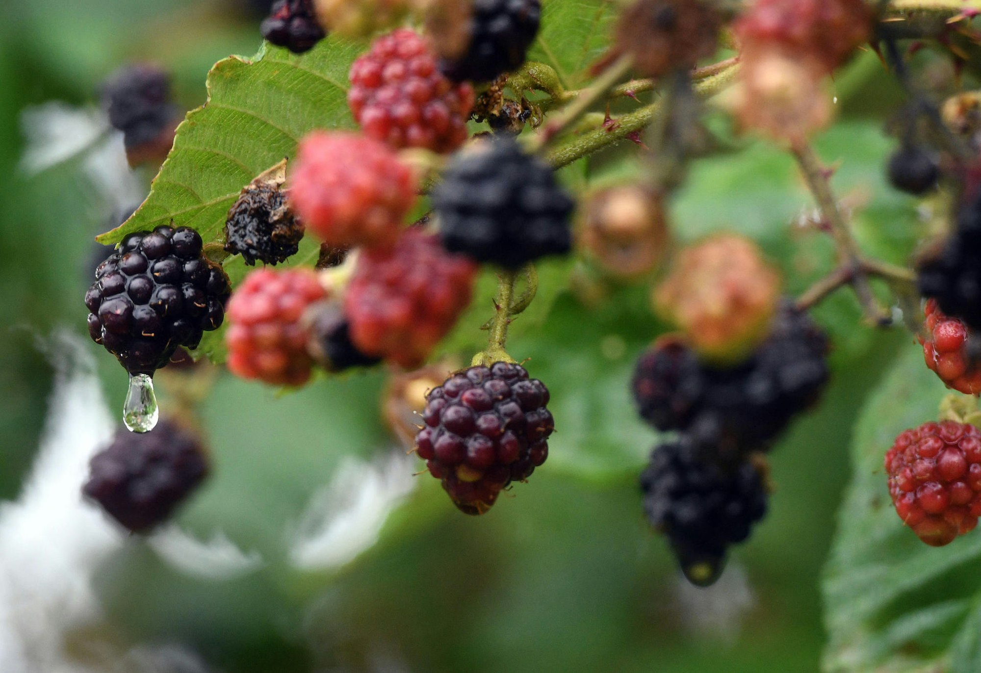 KINA_Beeren_Hunger_58216849