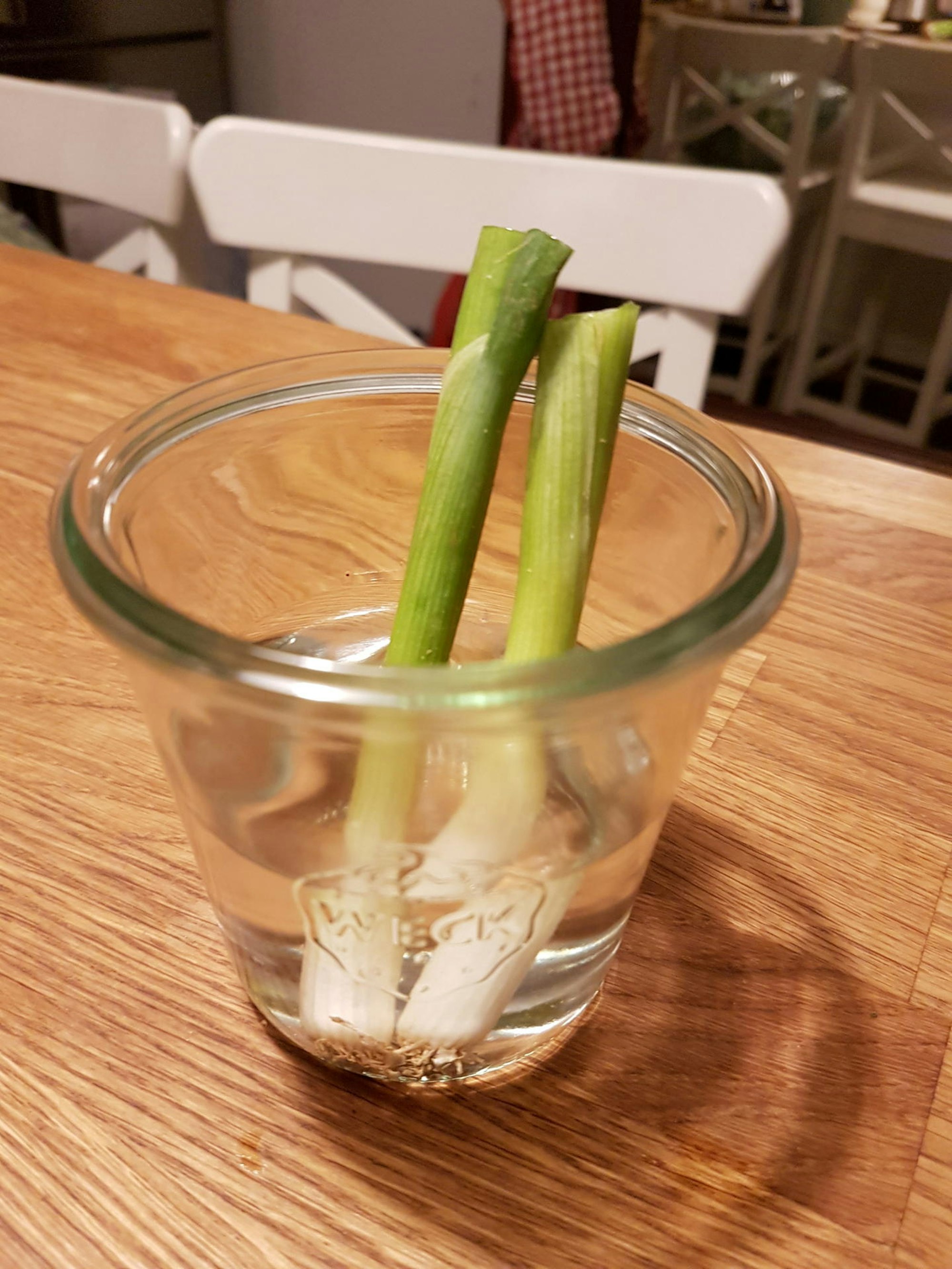 Frühlingszwiebel1-Jasmin