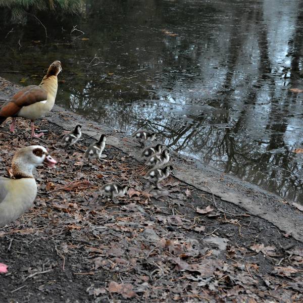 Nilgänse (1)
