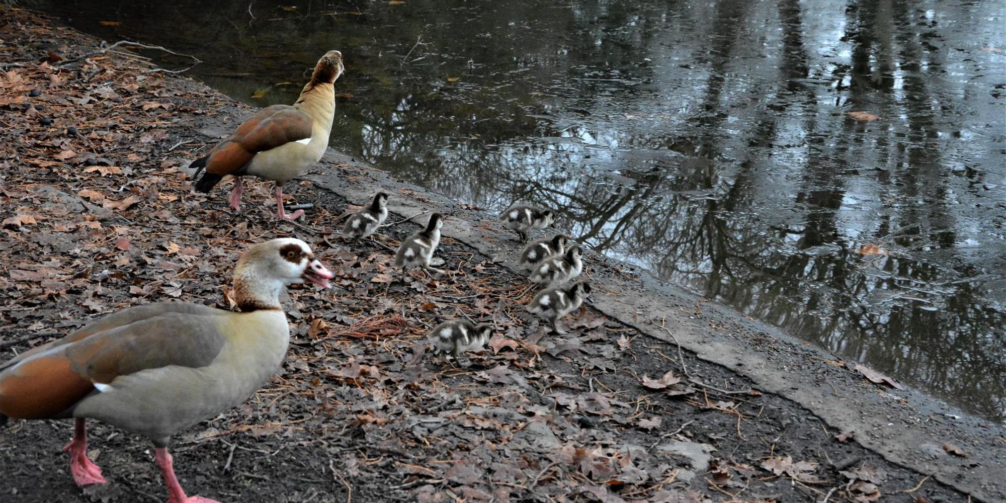 Nilgänse (1)